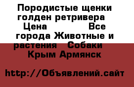 Породистые щенки голден ретривера › Цена ­ 25 000 - Все города Животные и растения » Собаки   . Крым,Армянск